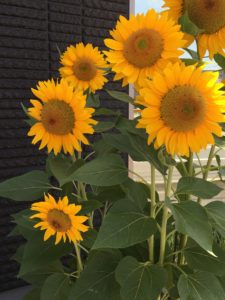A group of sunflowers grows in front of an office building in town