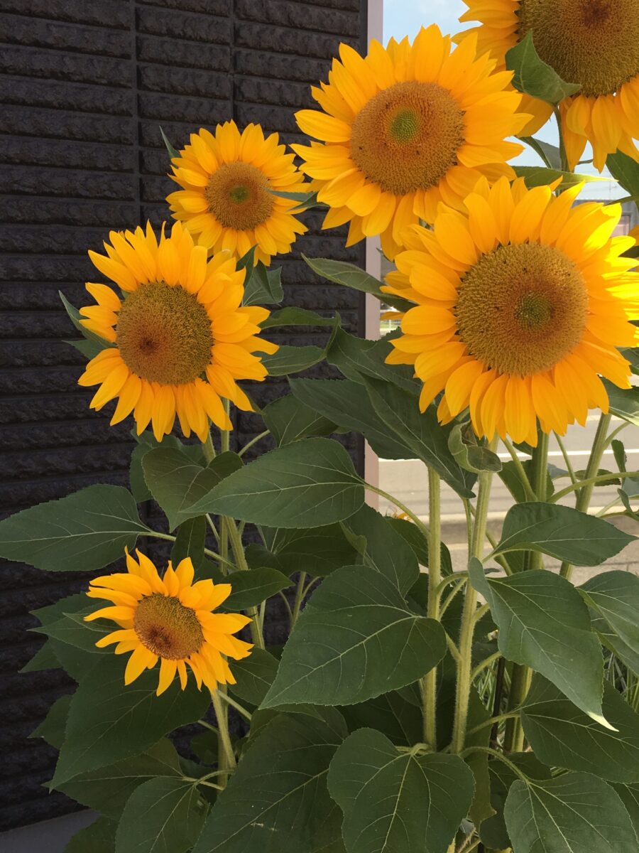 A group of sunflowers grows in front of an office building in town