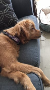 A tan puppy lays asleep on a blue couch