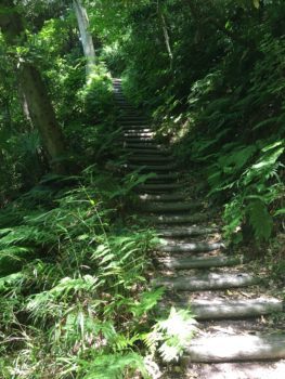 Wooden stairs on a hiking trail