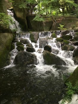 Water rushing over rocks surrounded by moss and foliage