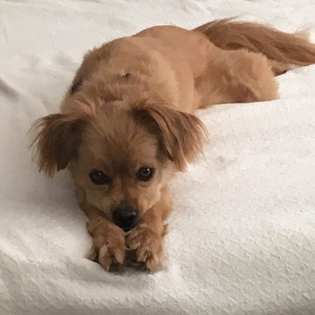 A small dog sits on a white blanket, his head resting on his outstretched paws.