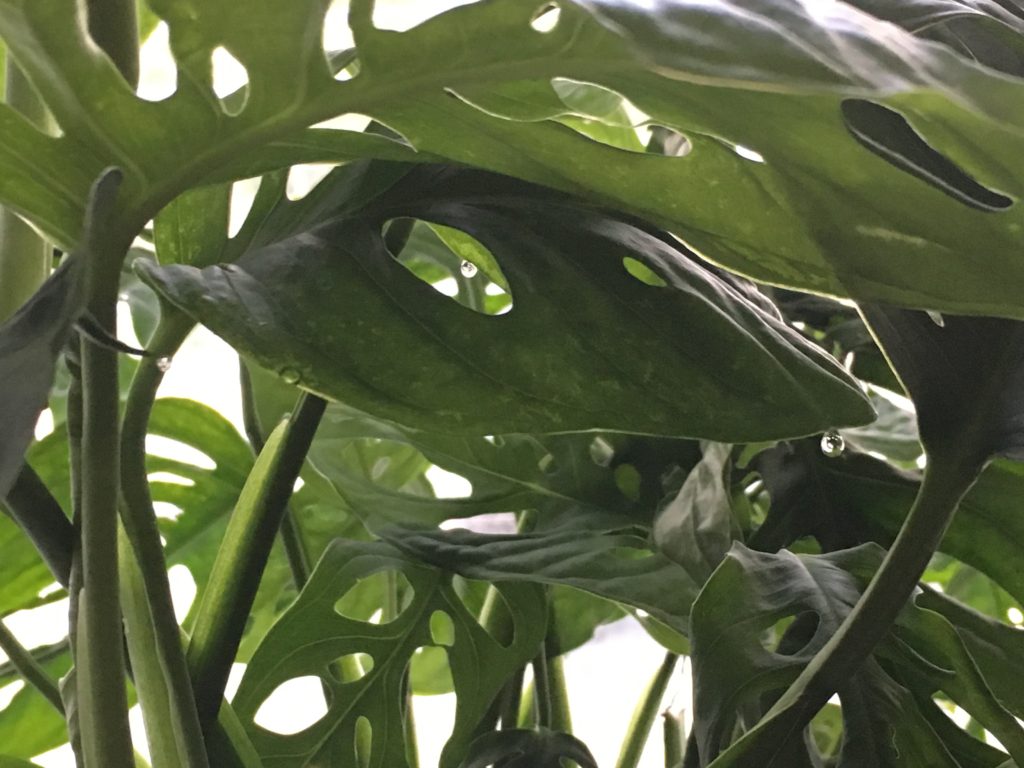 The leaves of the swiss cheese plant dripping water