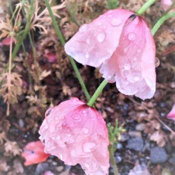 Pink flowers hang wet with rain