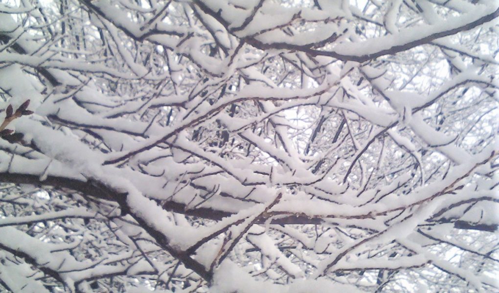 Tree branches covered in winter snow