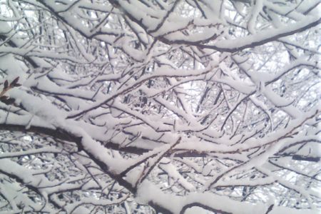 Tree branches covered in winter snow